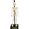 Graham & Green Anatomical Skeleton Model