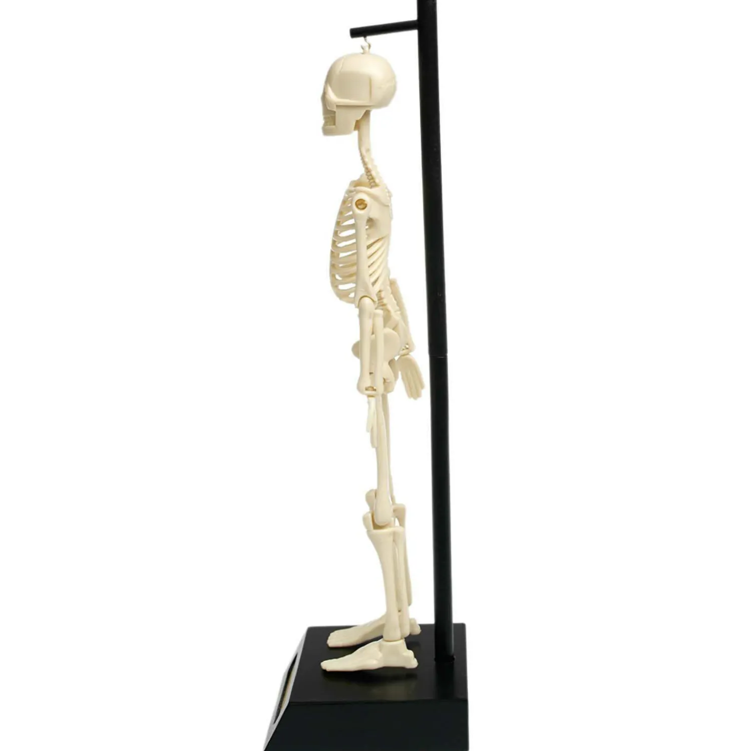 Graham & Green Anatomical Skeleton Model