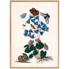 Graham & Green Butterflies and Blue Print with Oak Frames