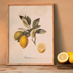 Graham & Green Common Lemon Branch Print with Oak Frame