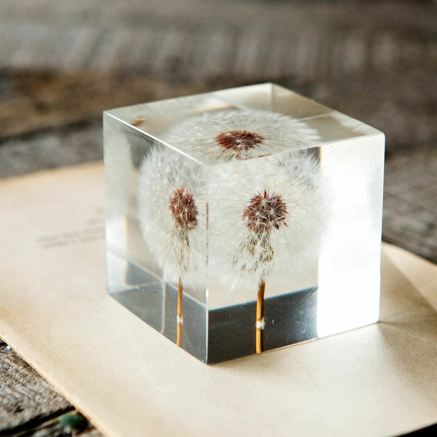 Graham & Green Dandelion Paperweight