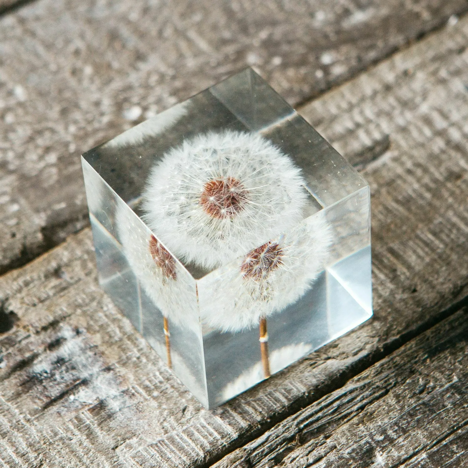 Graham & Green Dandelion Paperweight