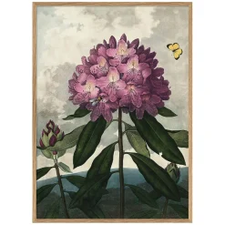 Graham & Green Enchanted Rhodonia Print with Oak Frame