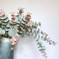 Graham & Green Faux Peach Tint Eucalyptus Spray