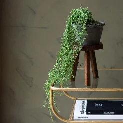 Graham & Green Faux String of Pearls in Pot