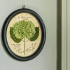 Graham & Green Framed Annabelle Pressed Flowers