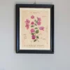 Graham & Green Framed Bougainvillea Pressed Flowers