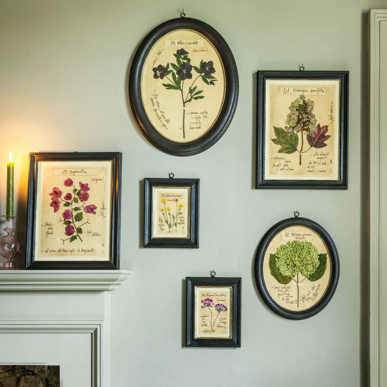 Graham & Green Framed Bougainvillea Pressed Flowers