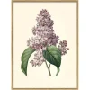 Graham & Green Framed Common Lilac Print