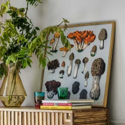 Graham & Green Framed Fungi XII Print