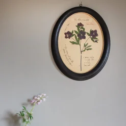 Graham & Green Framed Hellebore Pressed Flowers