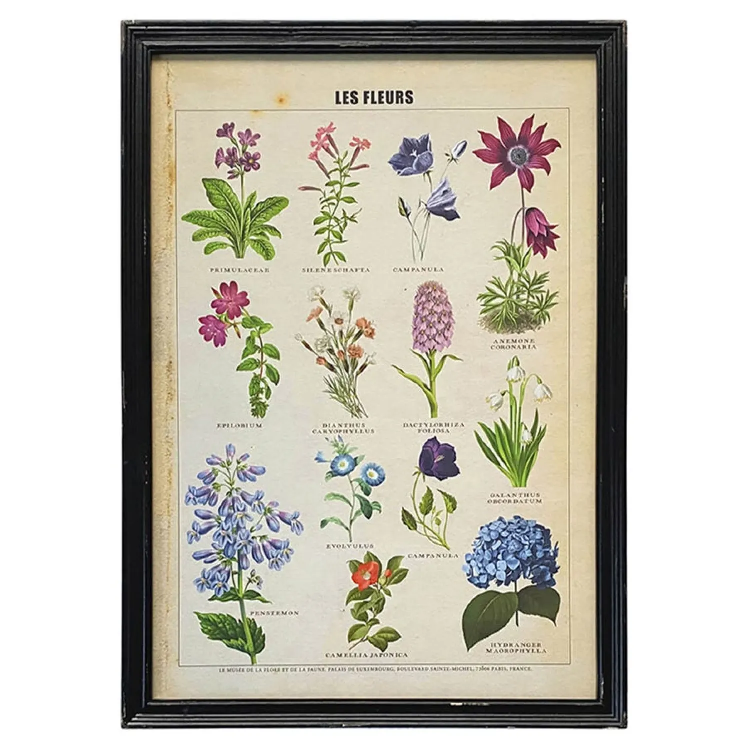 Graham & Green Framed Vintage Flowers Print