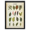 Graham & Green Framed Vintage Leaves Print