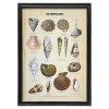 Graham & Green Framed Vintage Shells Print