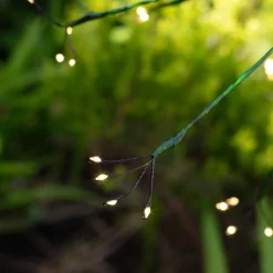 Graham & Green Green Dandelion Light Medium