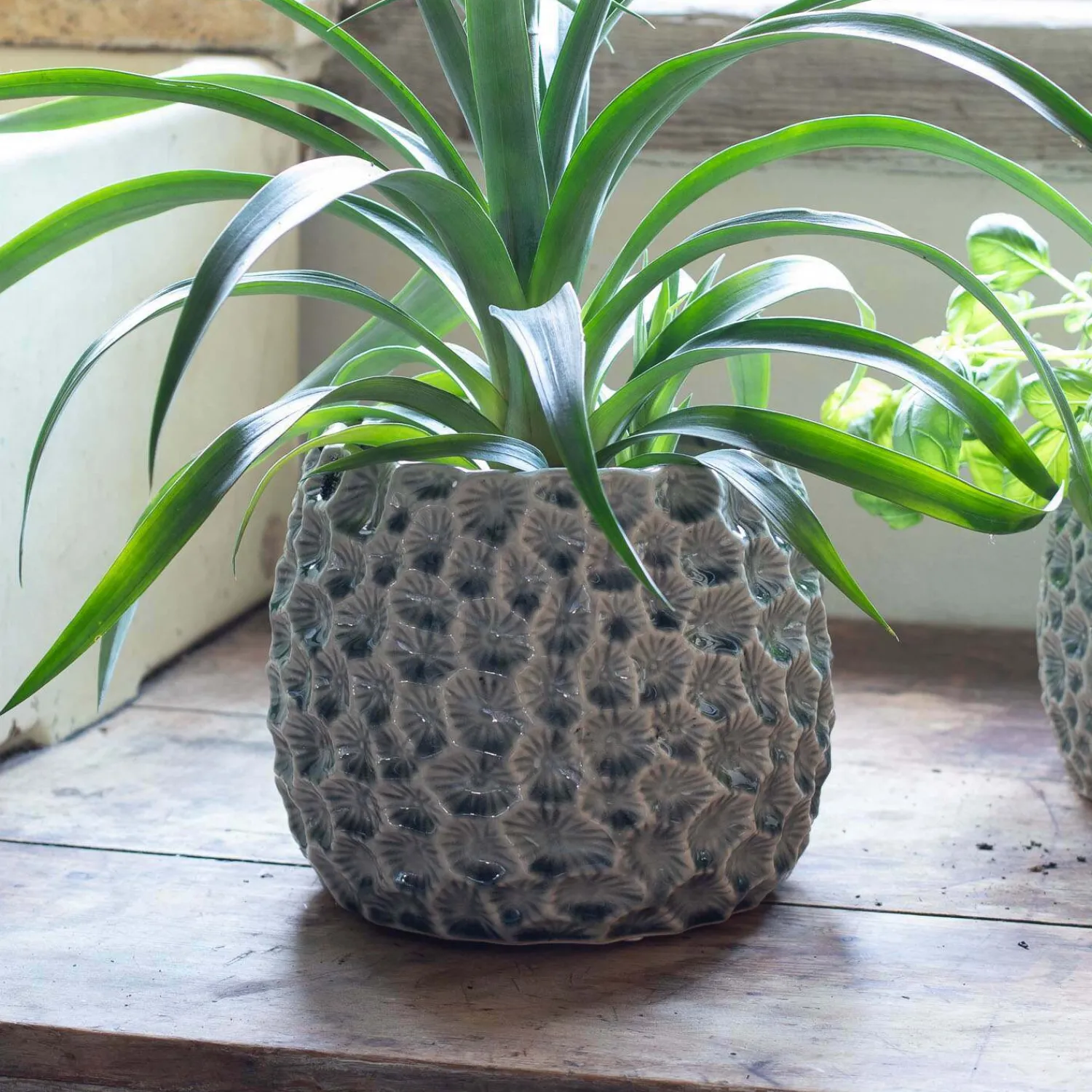 Graham & Green Grey Shell Plant Pots