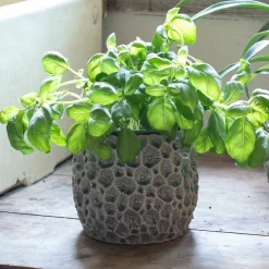 Graham & Green Grey Shell Plant Pots