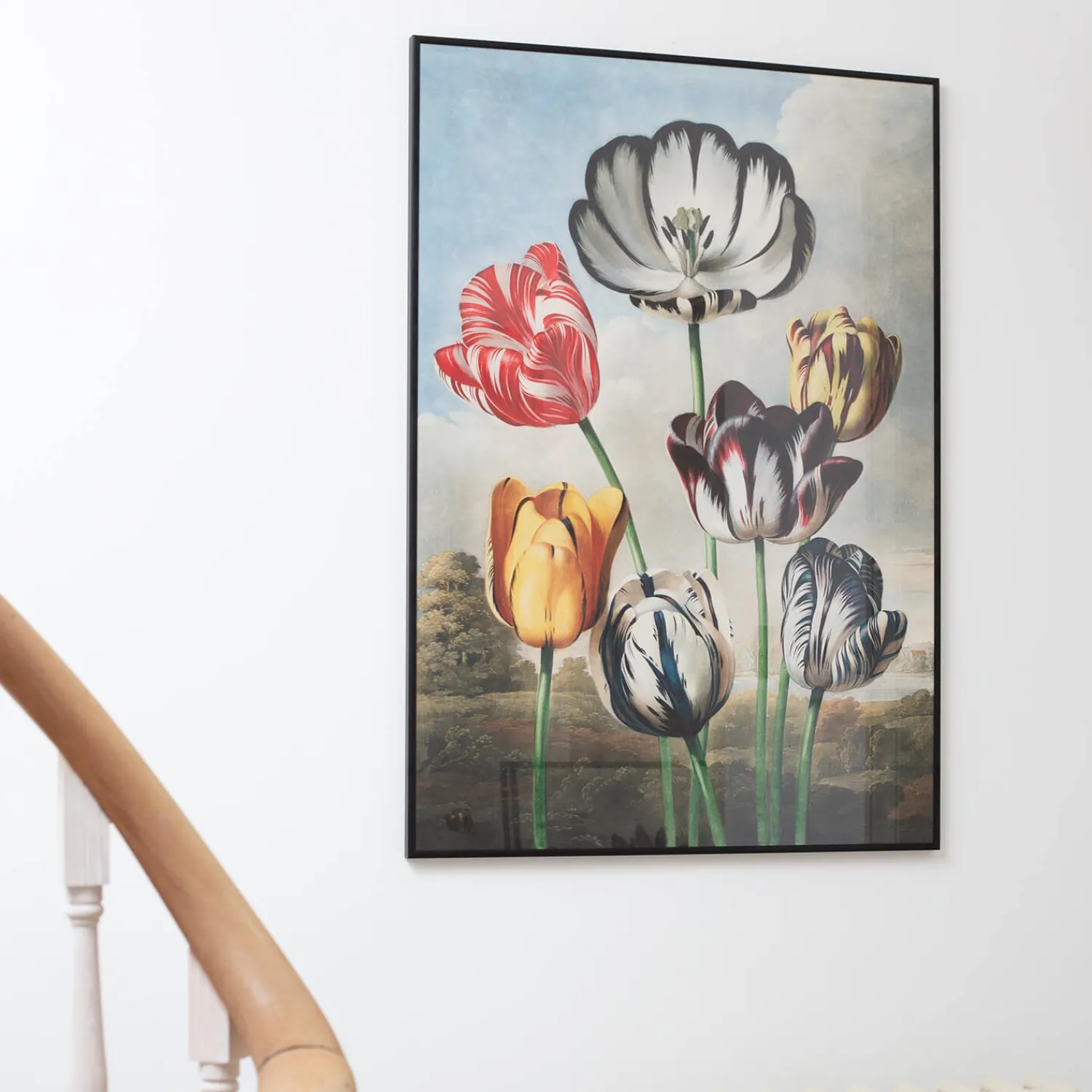 Graham & Green Large Framed Tulips Print