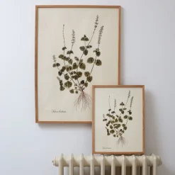 Graham & Green Medium Framed Salvia Bullata Herb Print