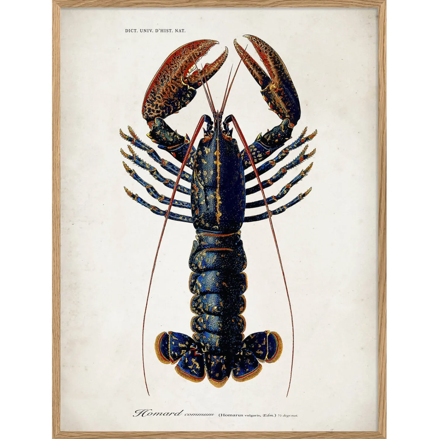 Graham & Green Oak Framed Lobster Print - 70 x 100cm