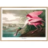 Graham & Green Roseate Spoonbill Print with Oak Frame