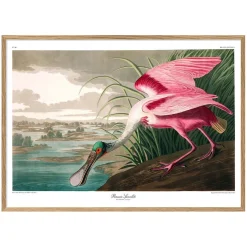 Graham & Green Roseate Spoonbill Print with Oak Frame