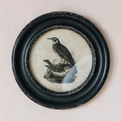 Graham & Green Round Framed Bird Prints