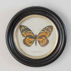 Graham & Green Set of Four Butterfly Prints