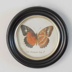 Graham & Green Set of Four Butterfly Prints