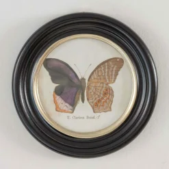 Graham & Green Set of Four Butterfly Prints