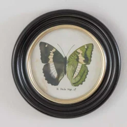 Graham & Green Set of Four Butterfly Prints