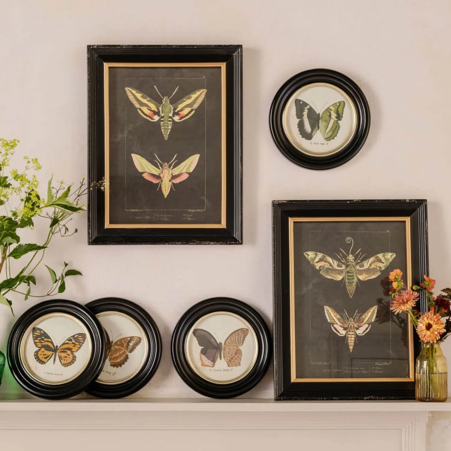 Graham & Green Set of Four Butterfly Prints
