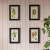 Graham & Green Set of Four Framed Vintage Fruit Prints