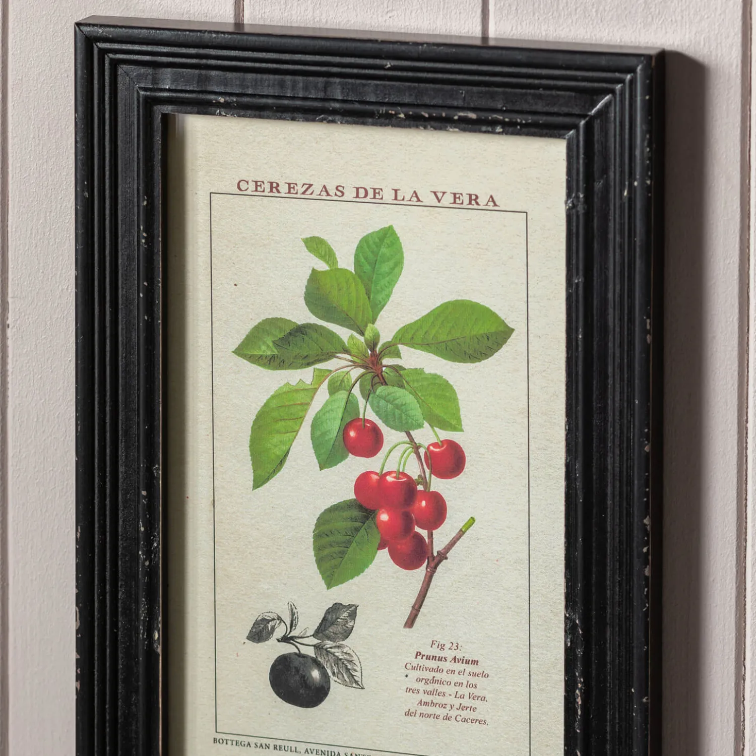 Graham & Green Set of Four Framed Vintage Fruit Prints