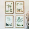 Graham & Green Set of Four Palm Tree Prints