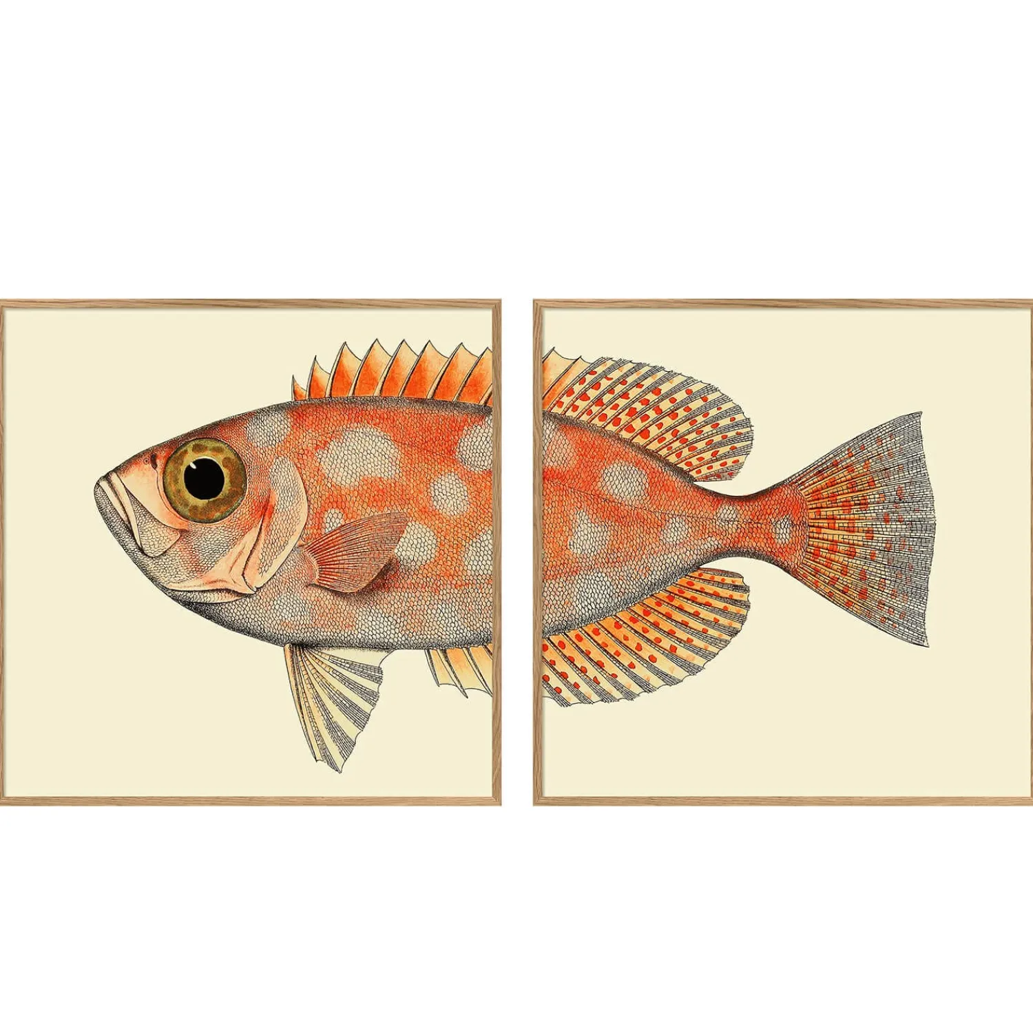 Graham & Green Set of Two Blotched Bigeye Print with Oak Frames
