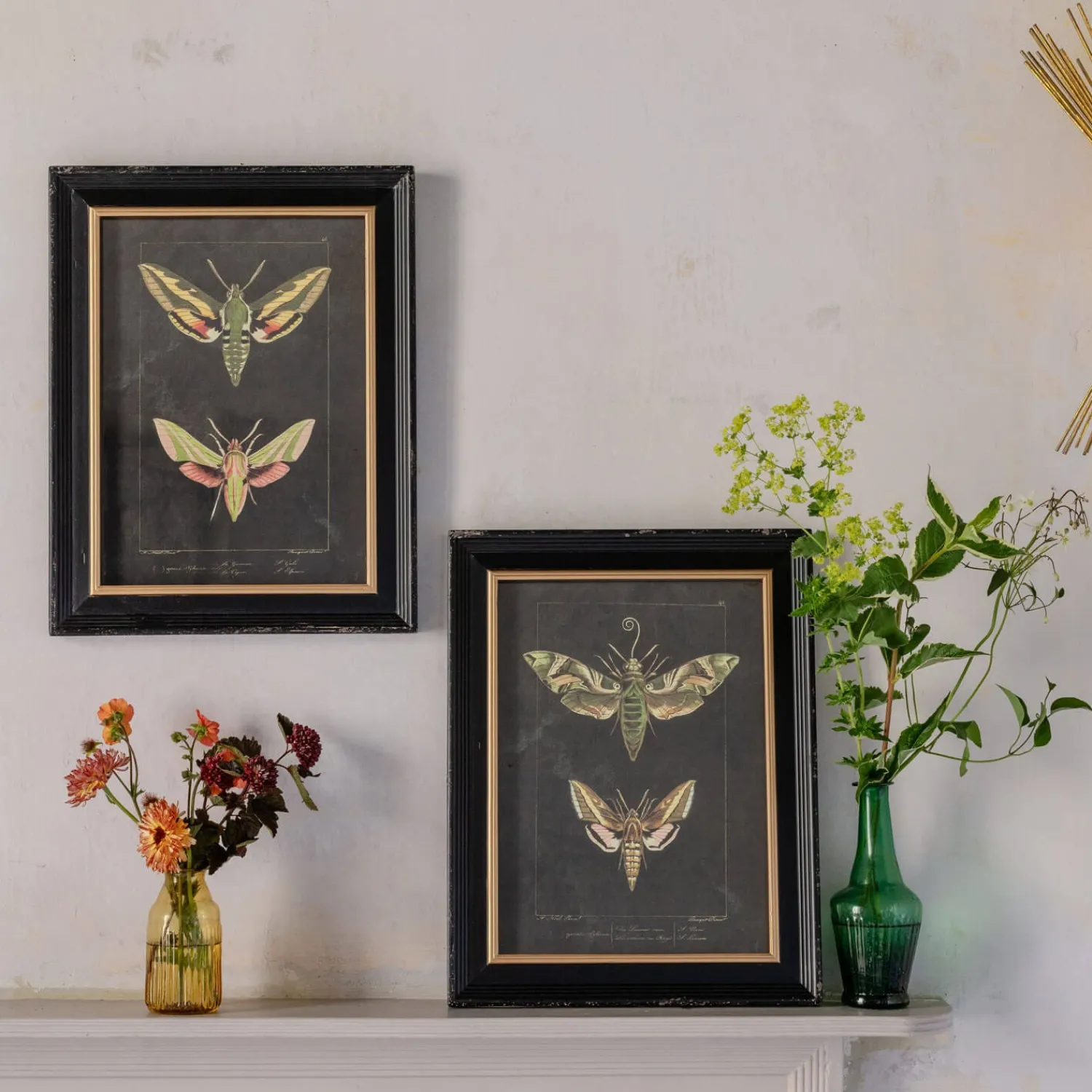 Graham & Green Set of Two Moth Prints