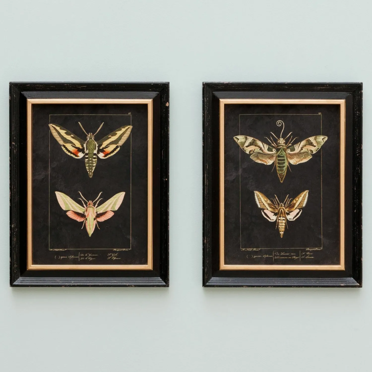 Graham & Green Set of Two Moth Prints