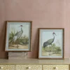 Graham & Green Set of Two Stork Prints
