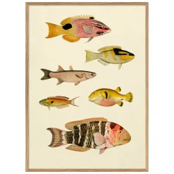 Graham & Green Six Fishes Print with Oak Frames