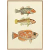 Graham & Green Three Fishes Print with Oak Frame