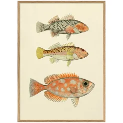 Graham & Green Three Fishes Print with Oak Frame