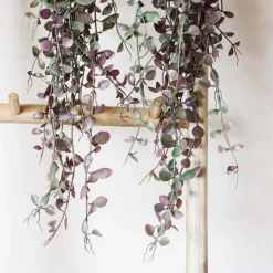 Graham & Green Trailing Dischidia in Pot