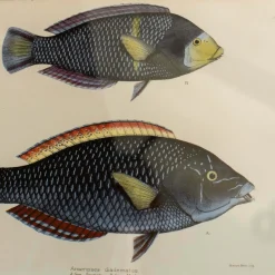 Graham & Green Two Spotted Wrasse Print with Oak Frame